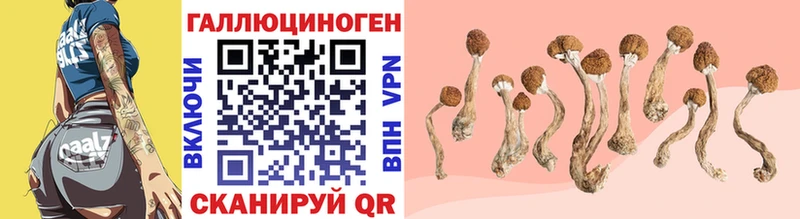 Галлюциногенные грибы Cubensis  купить   Серпухов 